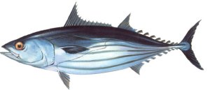 FAO Species Fact Sheet, Katsuwonus pelamis (Linnaeus 1758), http://www.fao.org/fishery/species/2494/en, accessed 
