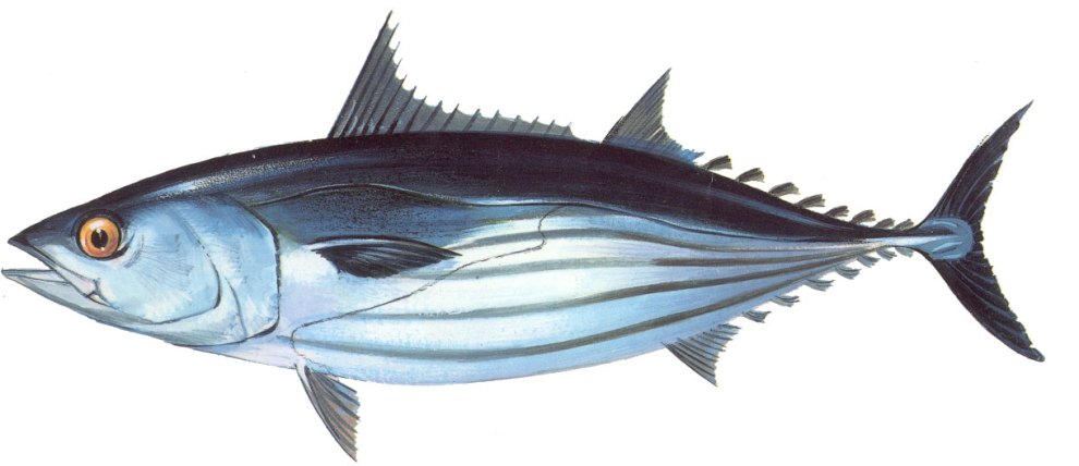 FAO Species Fact Sheet, Katsuwonus pelamis (Linnaeus 1758), http://www.fao.org/fishery/species/2494/en